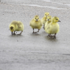 careers geese babies